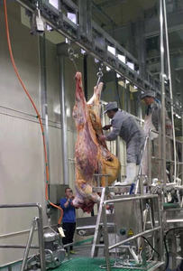 Línea de Sacrificio de Ganado Semiautomática, Máquina Desolladora Mecánica 380V 60-150kg/h, Equipo de Procesamiento de Carne de Res de Alta Productividad - Product Image 2