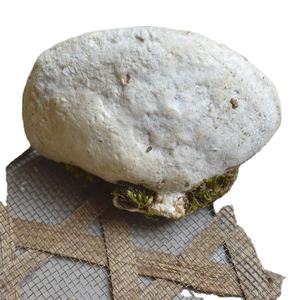 <span class=keywords><strong>เห็ด</strong></span>อะการิโค-พุลปาซูโบเลนส์<span class=keywords><strong>แห้ง</strong></span>ทั้งใบมีกลิ่นหอม - Product Image 1