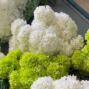 CM-TH1267 più venduto bianco verde singolo testa ortensia 20cm di seta ortensia fiore verde - Product Image 4
