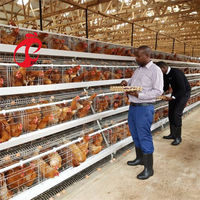 Conception de poulailler ferme avicole avec cage de poulet de couche au Nigeria Philippines