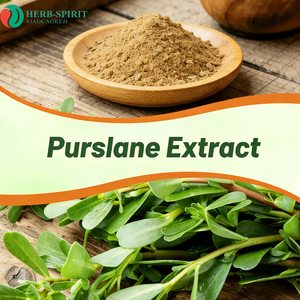Herbspirit: Натуральный органический экстракт портулака (Purslane) 99% в порошке оптом от производителя - Product Image 1