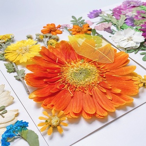 DM746 Fleurs séchées fraîchement pressées, fruits, feuilles naturelles, accessoires pour la fabrication de bougies, de savons et de décorations en résine DIY - Product Image 2