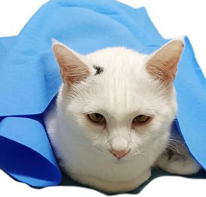 Vente en gros usine : Lingettes pour animaux de compagnie en PVA, chiffons en microfibre absorbants type chamois, avec emballage humide, pour la vaisselle de cuisine - Product Image 1