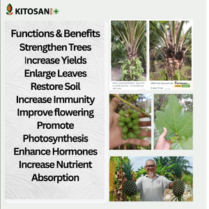 Bioestimulantes Agrícolas Líquidos Kitosanplus, Promueven Sistemas Radiculares Vigorosos, Mejoran el Tamaño de la Fruta, la Pigmentación y la Productividad de los Cultivos - Product Image 5