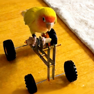 Mini jouet de vélo pour perroquet, jouet d'équilibre pour oiseaux, puzzle, jouet d'apprentissage interactif pour la conduite à vélo, pour perruche et calopsitte - Product Image 2