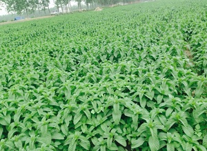 คริสตัลเมนทอลคุณภาพสูง<span class=keywords><strong>ส่ง</strong></span>ตรงจากโรงงาน - Product Image 5
