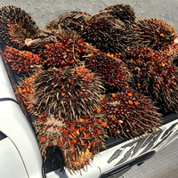 Ekstrak Saw Palmetto 25-45% Asam Lemak Bubuk Kelas Makanan Suplemen Herbal untuk Kesehatan Prostat