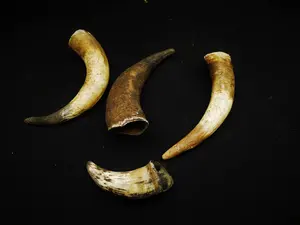 Par de cuerno largo montado en la pared de búfalo real hecho a mano con kit de montaje para decoración de tema occidental a precio asequible - Product Image 5