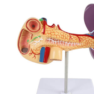 Anatomisch Model Alvleesklier, Milt En Twaalfvingerige Darm - Product Image 5