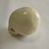 Modelo Anatómico de Cráneo Humano de Bebé, Modelo de Hueso de Cráneo Infantil