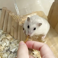 Vers de farine séchés comestibles en gros, emballage personnalisé, pour hamsters, oiseaux et autres petits animaux