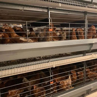 Cage à poules pondeuses de type A galvanisée à prix avantageux, capacité 128, avec système d'abreuvement automatique pour ferme avicole