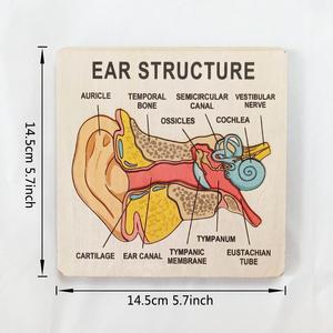 Rompecabezas de Madera de la Anatomía del Oído Humano, Tablero de Aprendizaje <span class=keywords><strong>Cognitivo</strong></span> para Educación Temprana, Herramienta de Enseñanza de Biología - Product Image 2