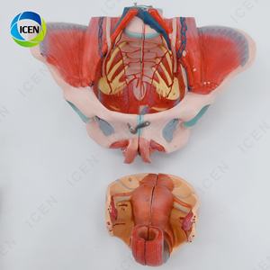 IN-M6 Pelve feminina modelo médico destacável com nervos do músculo do assoalho e genitais para demonstração e estudo da educação - Product Image 2
