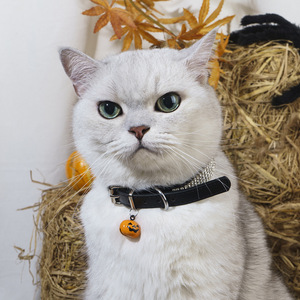 Collar Personalizado para Mascotas con Pedrería, Campana de Calabaza, Ajustable para Gatos y Perros, Diversión de Halloween, Talla Única, Naranja Sólido - Product Image 1