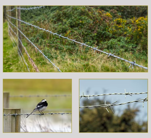 Alambre de Púas de <span class=keywords><strong>Torsión</strong></span> Inversa Directo de Fábrica, <span class=keywords><strong>Precio</strong></span> Bajo, Alta Calidad - Product Image 2