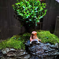 Kit de terrarium pour sol de jardin Eden's Pond, style campagnard avec fibre et lampe