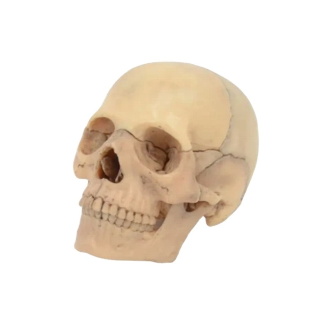 DARHMMY  15PCS/SET 4D Disassembled Classic Skull Anatomical Model Detachable Medical Teaching Tool