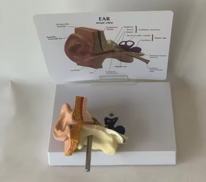 Anatomical Ear Model 3D Medical <b>Silicone</b> Educational <b>Tool</b> for Teaching Human Anatomy 12cm Base 9cm Height - Product Image 3
