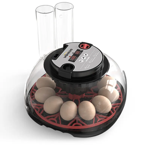 Mini incubateur à <span class=keywords><strong>œufs</strong></span> entièrement <span class=keywords><strong>automatique</strong></span> à économie d'énergie, capacité de <span class=keywords><strong>12</strong></span> <span class=keywords><strong>œufs</strong></span>, meilleure qualité avec contrôle de l'humidité - Product Image 3