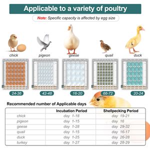 Máy ấp trứng gà mini mới nhất hoàn toàn tự động 36-Máy ấp trứng khay con lăn cung cấp năng lượng kép tỷ lệ nở 98% dễ dàng - Product Image 6