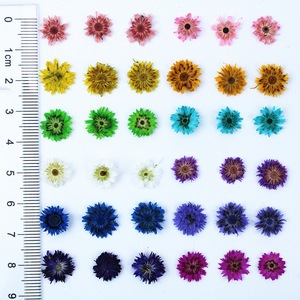 Anaphalis <span class=keywords><strong>Sinica</strong></span> prensada seca Natural de 0,8-1cm para decoración de funda de teléfono, suministros de Arte de uñas, joyería de resina - Product Image 1
