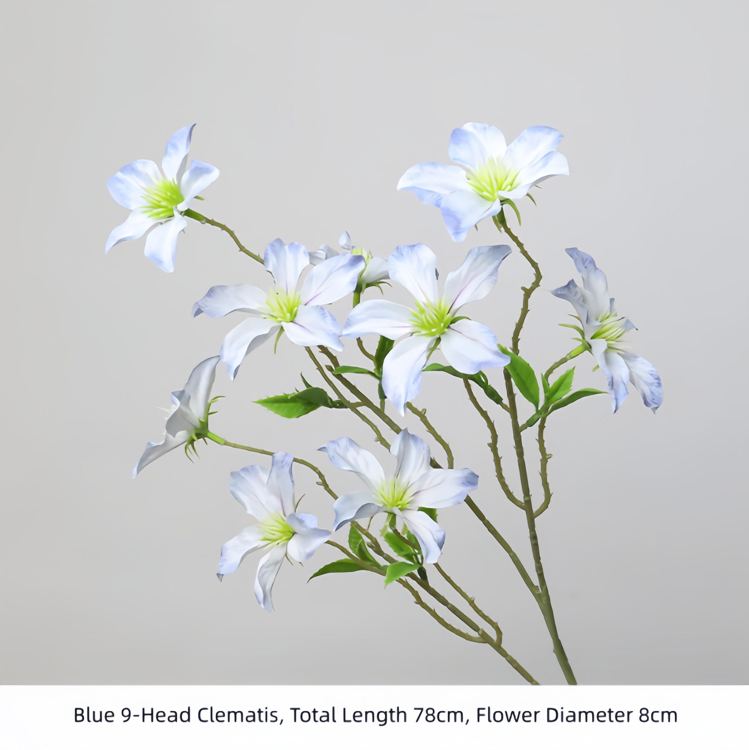 Blue 9-Head Clematis