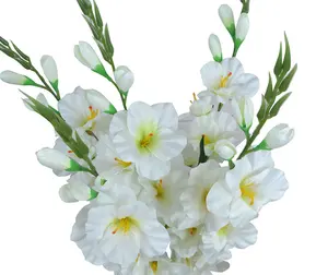 Gladiolus, lâmpada (20 pacotes) pastel misturado, flores perenes misturadas