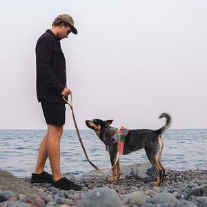 Arnés de lujo reflectante para perro, tipo chaleco, sin tirones, con correa para el pecho, de poliéster cómodo, para Dachshund - Product Image 2