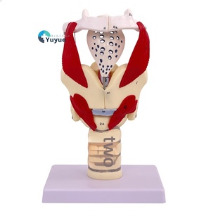 2X modèle d'anatomie agrandi pour la formation médicale matériau PVC pharynx larynx avec vaisseaux sanguins thyroï<span class=keywords><strong>de</strong></span> pomme d'Adam pour l'enseignement - Product Image 1