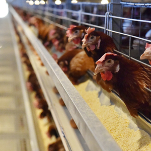 Sistema automático de alimentación de aves de corral con piso de listón 10000 Capacidad de aves equipo de cría de animales y aves - Product Image 6
