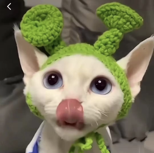 Divertido Gato <span class=keywords><strong>sin</strong></span> <span class=keywords><strong>Pelo</strong></span> Sphynx tocado Punk Reggae estilo Rock perro disfraz sólido Navidad invierno Decoración - Product Image 2