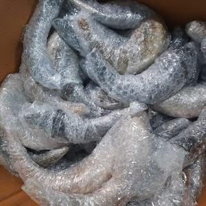 ฮอร์น Ram ธรรมชาติ Shofar สำหรับเป่าและวัตถุประสงค์ทางศาสนา - Product Image 2