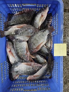 Vivana — eau fraîche pour poissons africains, 500-800, vente en gros, prix - Product Image 5