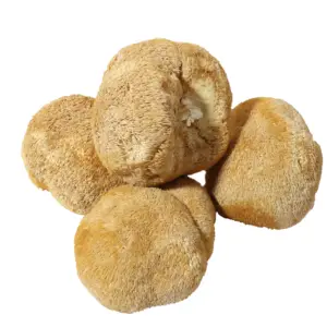 High Quality Bulk Dried Lions Mane Mushroom Hericuim Erinaceus Mushroom Extract