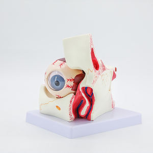 医療科学生物学的教育リソース3X拡大10部眼球拡大解剖学眼と軌道解剖モデル - Product Image 5