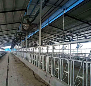 Süt ve hayvancılık çiftlikleri için profesyonel yeni sıcak daldırma galvanizli çelik sığır Headlock kısıtlama payanda - Product Image 5