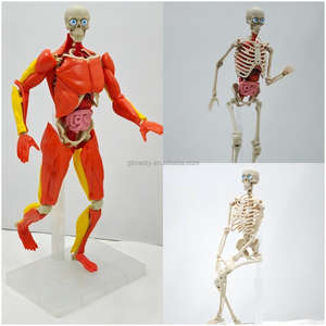 Figura de Anatomía <span class=keywords><strong>del</strong></span> Torso <span class=keywords><strong>del</strong></span> <span class=keywords><strong>Cuerpo</strong></span> <span class=keywords><strong>Humano</strong></span> de Plástico, Modelo 4D con Músculos, <span class=keywords><strong>Huesos</strong></span> y Órganos - Product Image 1