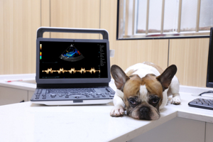 Escáner <span class=keywords><strong>de</strong></span> Ultrasonido Veterinario Portátil, Eléctrico, para Hospitales, Mejor <span class=keywords><strong>Precio</strong></span> <span class=keywords><strong>de</strong></span> Ultrasonido Médico - Product Image 4