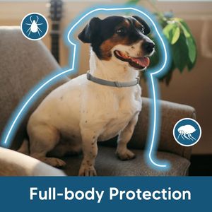 Vendedor caliente Control de plagas Collar de <span class=keywords><strong>pulgas</strong></span> y garrapatas <span class=keywords><strong>para</strong></span> mascotas 8 Prevención Collar de <span class=keywords><strong>pulgas</strong></span> y garrapatas de tamaño ajustable <span class=keywords><strong>para</strong></span> perros y gatos - Product Image 5