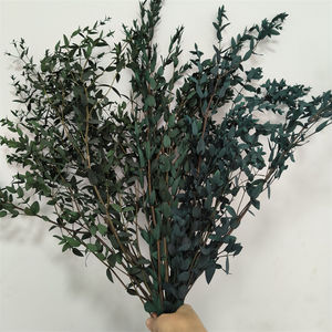 Hojas y Ramas de Eucalipto Preservadas, Rellenos Florales Secos de 60-70 cm, Liofilizados, Precio de Fábrica - Product Image 5