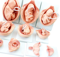 Modèle anatomique du développement fœtal intra-utérin, modèle d'orientation obstétricale et de contraception pour l'enseignement des sciences de la sage-femme