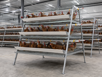 Cage à poules pondeuses de type A à installation facile HK, cage à batterie galvanisée pour élevage avicole