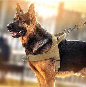 防爆战术线束牛津布实心图案大狗项圈和金毛猎犬步行皮带 - Product Image 1