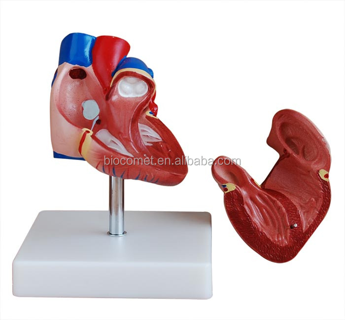 anatomical heart model 2x life size