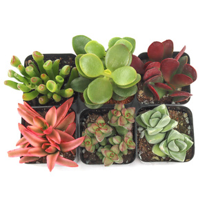 Plantas Suculentas <span class=keywords><strong>Crassula</strong></span> Tipo Jade Vivas en Macetas con Diversas Formas de Follaje, Ideales para Exhibiciones en Contenedores y Regalos de Suculentas - Product Image 2