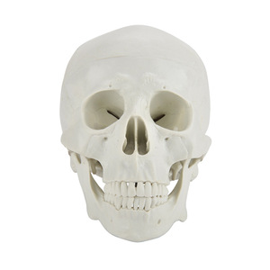 Crâne humain grandeur nature 1:1, modèle d'enseignement et d'enseignement pratique, simulation d'anatomie du crâne adulte, vente en gros fabricant. - Product Image 1