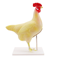 Modèle automatique d'anatomie, poulet blanc, éducation scientifique des animaux, modèle d'anatomie