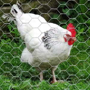 Verzinkte Hühnereisendraht-Netz rollen Sechseckiges Draht geflecht für Hühner käfig - Product Image 6