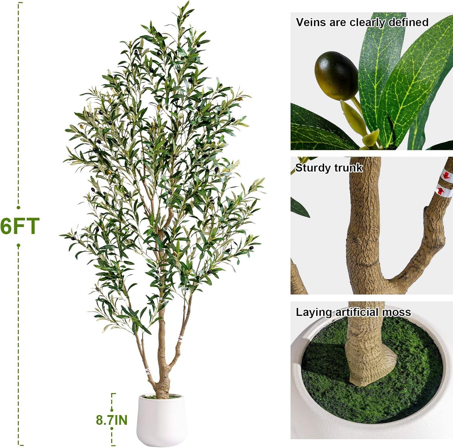 Olivier à racines tortueuses 1,80 m